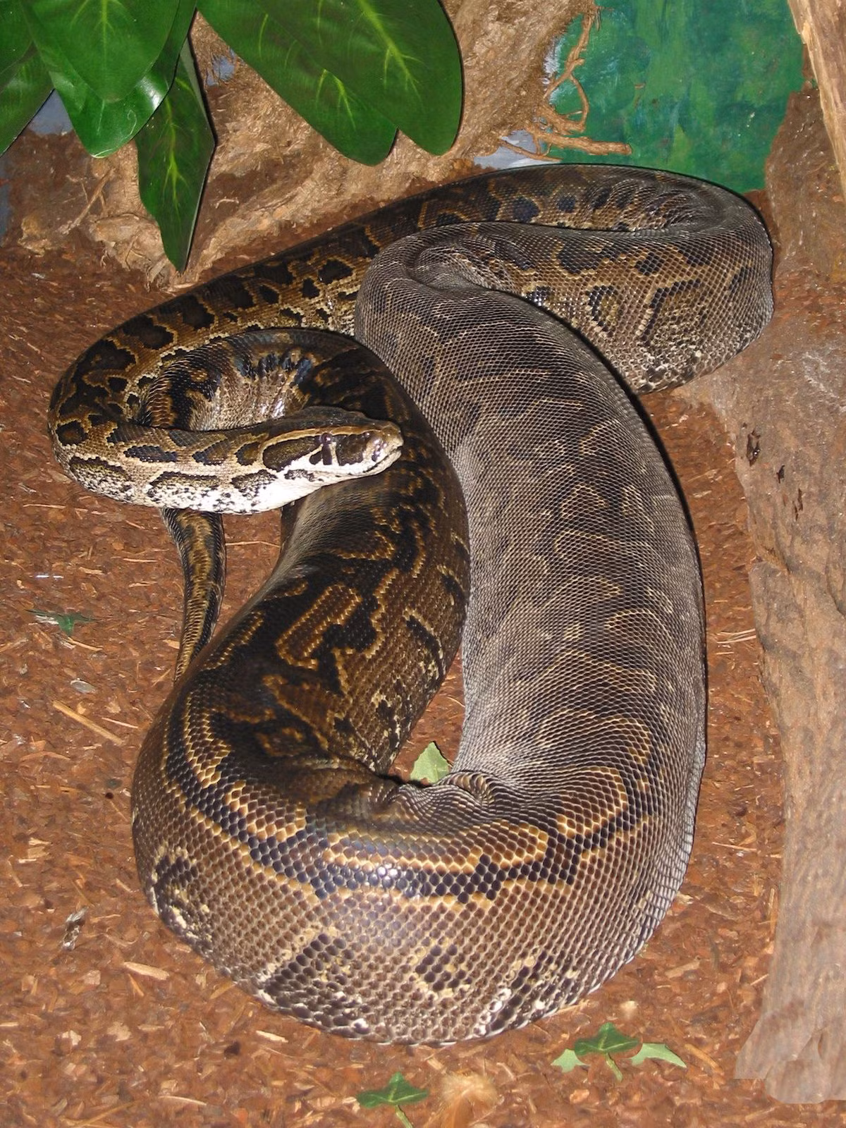 2. Trăn Đá Châu Phi (Python sebae): Trăn Đá Châu Phi có thể đạt tới chiều dài hơn 6 mét và nặng tới 110 kg. Đây là loài trăn lớn nhất châu Phi và cũng là một trong những loài hung dữ nhất. Chúng không chỉ săn các loài động vật có kích thước lớn mà còn có khả năng nuốt chửng cả những con mồi to hơn cơ thể chúng. (Ảnh:Wikipedia)
