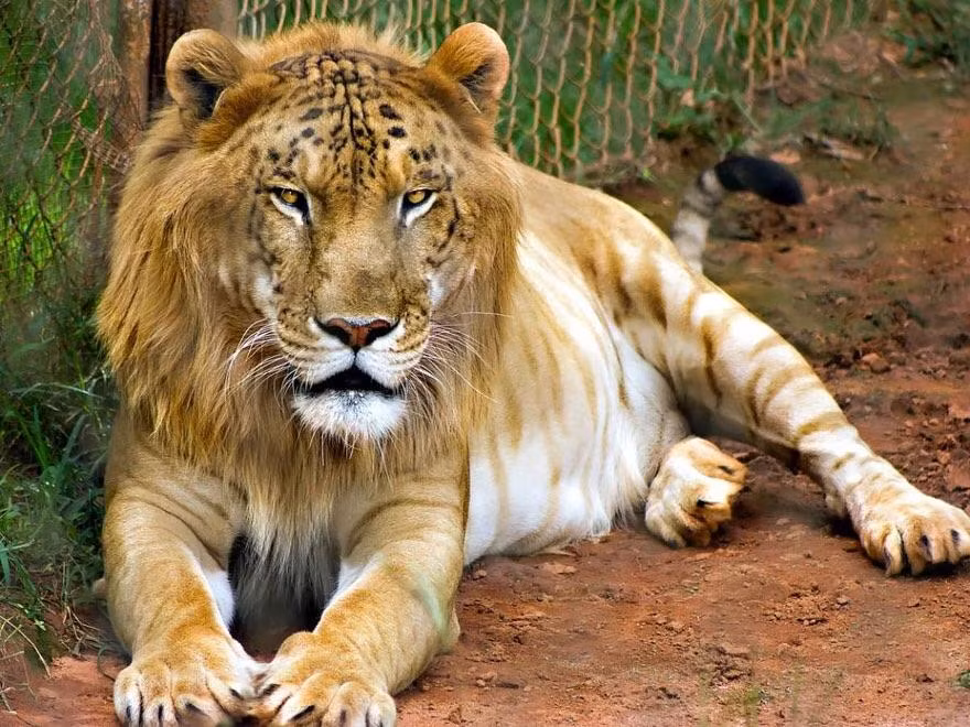 2. Tigon (Lai giữa Hổ và Sư Tử): Tigon là con lai giữa hổ đực và sư tử cái. Chúng nhỏ hơn liger và có những đặc điểm của cả hai loài, như khả năng gầm thét của sư tử và tình yêu xã hội hóa của hổ.(Ảnh: Reddit)