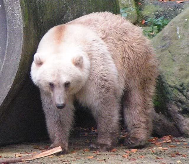 6. Grolar Bear (Lai giữa Gấu Bắc Cực và Gấu Nâu): Grolar Bear là sự kết hợp giữa gấu Bắc Cực và gấu nâu. Chúng có màu lông pha trộn giữa trắng và nâu, và có thể sống ở cả môi trường lạnh và ấm.(Ảnh: Wikipedia)