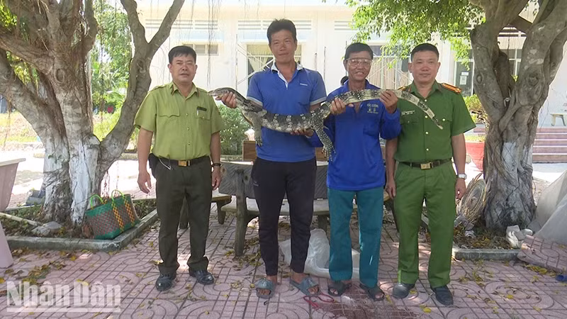 Ông Dương Văn Khá, sống tại xã Tân Công Chí, huyện Tân Hồng, tỉnh Đồng Tháp, đã phát hiện một cá thể kỳ đà hoa nặng quý hiếm gần 8kg bò lên sân nhà mình từ kênh Sa Rài. (Ảnh: Báo Nhân dâm)