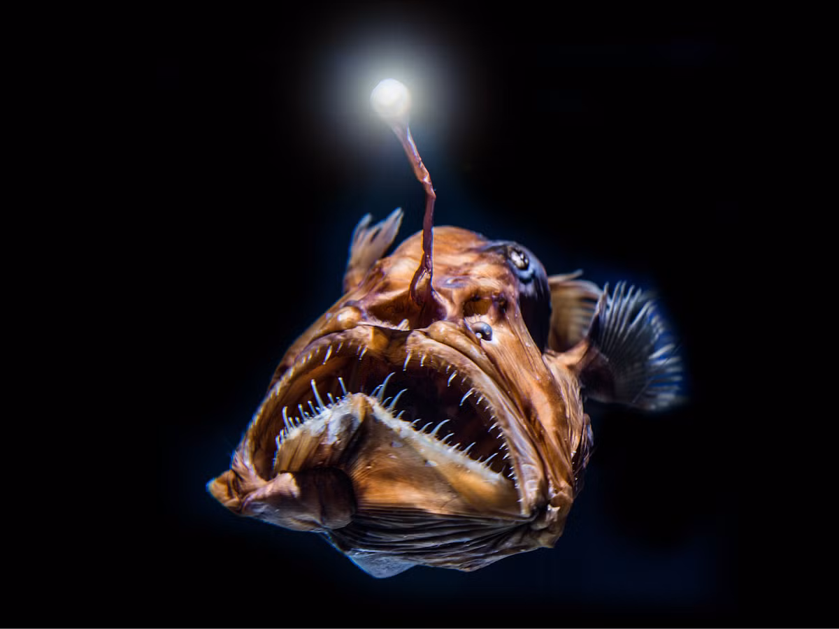 4. Cá lồng đèn (Lophiiformes) là một loài cá kỳ lạ nổi tiếng với chiếc đèn phát sáng trên đầu. Chiếc đèn này không chỉ là vũ khí lợi hại để dụ con mồi mà còn giúp cá lồng đèn tìm đường trong bóng tối sâu thẳm. Cá lồng đèn thường sống ở độ sâu từ 200 đến 2.000 mét, nơi mà sự khan hiếm thức ăn khiến chúng phát triển kỹ năng săn mồi cực kỳ hiệu quả. Con cái thường lớn hơn con đực nhiều lần, và trong một số loài, con đực sống ký sinh trên con cái.(Ảnh: fossilhuntress.blogspot)