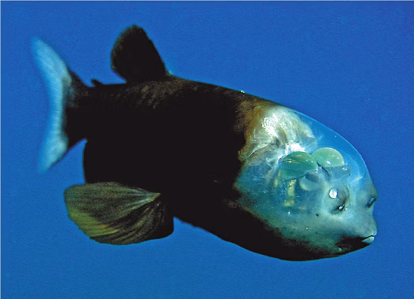 2.Cá mắt thùng (Macropinna microstoma) là một loài cá kỳ lạ với cặp mắt trong suốt, cho phép chúng nhìn xuyên qua bóng tối của đại dương sâu. Những con cá này sống ở độ sâu từ 600 đến 800 mét, nơi ánh sáng mặt trời không thể tới được. Đôi mắt của chúng có thể quay nhiều hướng khác nhau, giúp chúng nhìn thấy con mồi và tránh được kẻ thù trong môi trường tối đen như mực. Cơ thể trong suốt của chúng cũng giúp ngụy trang khỏi kẻ thù.(Ảnh: Wikipedia)