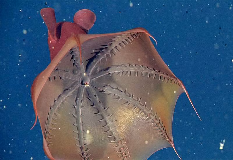3. Mực ma (Vampyroteuthis infernalis) là một trong những sinh vật đáng sợ nhất của đại dương sâu thẳm. Với lớp da màu đỏ sẫm và các gai nhỏ bao phủ khắp cơ thể, chúng thực sự trông giống như sinh vật trong những cơn ác mộng. Loài mực này sống ở độ sâu từ 600 đến 900 mét, và có thể phát sáng nhờ khả năng phát quang sinh học. Chúng sử dụng cặp "cánh tay" dài để bẫy và ăn những sinh vật nhỏ trong vùng nước xung quanh.(Ảnh: montereybayaquarium)