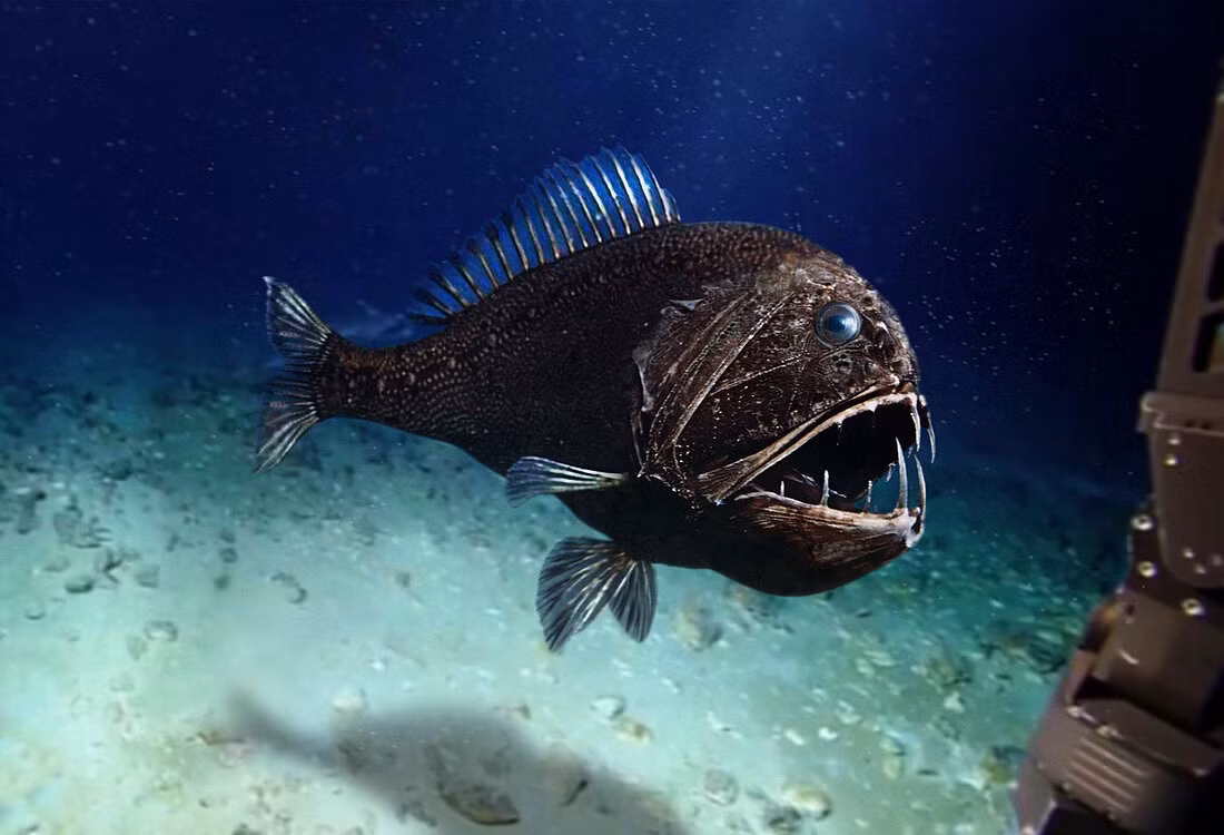 1. Cá răng đao (Anoplogaster cornuta) là một trong những loài cá nổi tiếng nhất dưới đại dương sâu thẳm bởi ngoại hình đáng sợ của nó. Với thân hình nhỏ bé, chỉ dài khoảng 15 cm, nhưng hàm răng sắc nhọn và to quá khổ so với cơ thể khiến cá răng đao trông giống như một quái vật thời tiền sử. Loài cá này sống ở độ sâu từ 200 đến 2.000 mét, nơi mà áp lực nước cao và ánh sáng không tồn tại. Chúng săn mồi bằng cách sử dụng bộ răng khổng lồ để tóm gọn con mồi bất cứ khi nào có cơ hội. (Ảnh: lookphotos)