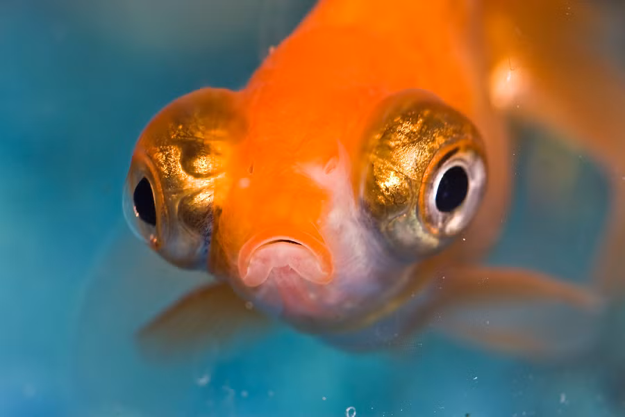 6. Mắt của cá vàng (Goldfish): Cá vàng có khả năng nhìn thấy ánh sáng phân cực và tia UV, giúp chúng nhận biết môi trường dưới nước một cách rõ ràng hơn. Đôi mắt của cá vàng không có mí mắt, vì vậy chúng không cần chớp mắt và có thể duy trì thị lực trong suốt thời gian dài dưới nước.(Ảnh: The Spruce Pets)