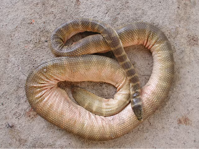 Hydrophis donaldi có cấu tạo cơ thể với dãy gai nhỏ chạy dọc thân người ở dưới bụng, gai trên thân loài rắn này rất khác biệt so với họ hàng của chúng. (Ảnh: Wikimedia Commons)
