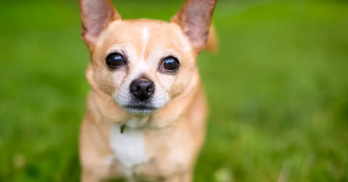 1. Chó Chihuahua (15-23 cm, 1-3 kg): Chihuahua là giống chó nhỏ nhất thế giới. Chúng có bộ lông ngắn hoặc dài và đa dạng về màu sắc. Chihuahua thông minh, dũng cảm và trung thành với chủ. Chúng rất thích hợp để sống trong các căn hộ nhỏ. (Ảnh: DogTime)