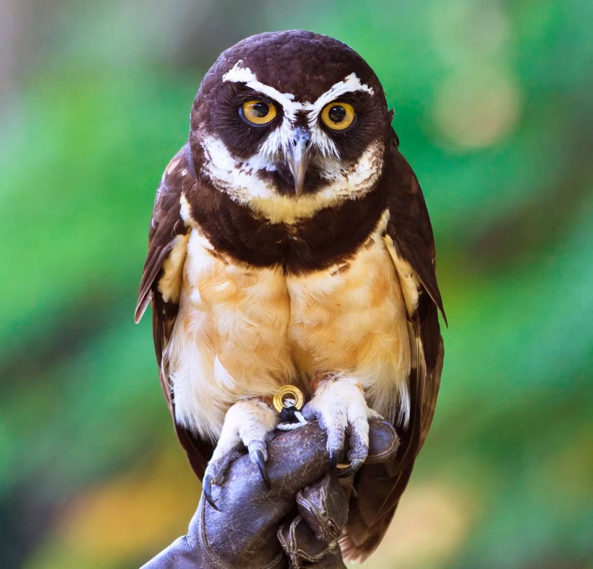 6. Cú rực rỡ (Spectacled Owl): Loài cú Spectacled Owl với đôi mắt to tròn viền trắng nổi bật trên khuôn mặt đen và bộ lông màu nâu sẫm tạo ra sự tương phản rõ rệt. Điều này khiến chúng trở thành một trong những loài cú đẹp nhất và dễ nhận diện nhất trong khu rừng nhiệt đới châu Mỹ.(Ảnh: Britannica)
