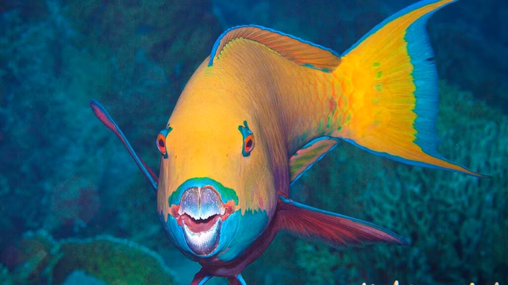 3. Cá vẹt (Parrotfish): Cá vẹt sống trong các rạn san hô nhiệt đới và có thân hình rực rỡ với các sắc màu như xanh lam, hồng, vàng, và cam. Chúng cũng nổi bật với chiếc miệng giống như mỏ vẹt dùng để cạo rêu từ san hô, một hành động giúp duy trì sức khỏe của các rạn san hô.(Ảnh: Scuba)