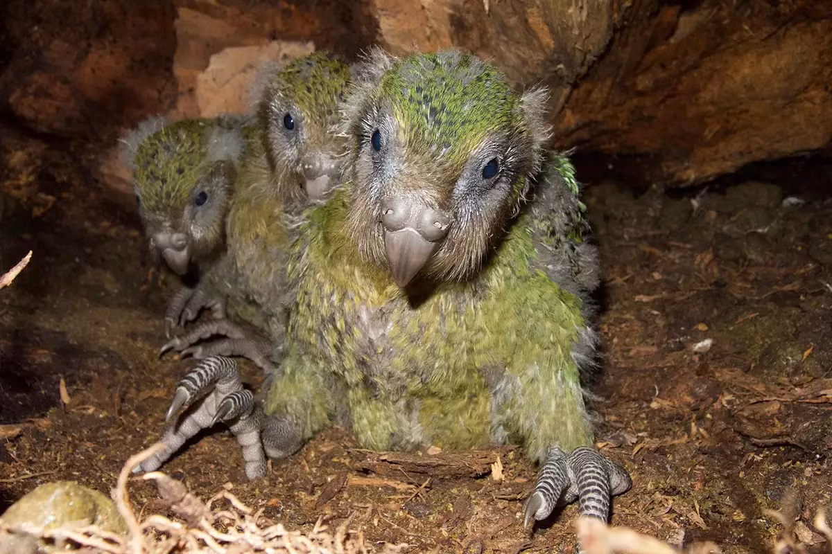 Một đặc điểm sinh sản đáng chú ý của Kakapo là chúng có chế độ đa thê. Con đực sẽ tạo ra những âm thanh đặc trưng để thu hút con cái từ xa. Tuy nhiên, quá trình sinh sản của chúng rất chậm, mỗi con cái chỉ đẻ một lứa trong vài năm. (Ảnh: New Scientist)