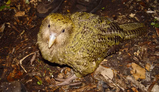 Kakapo là loài chim sống về đêm, thường hoạt động vào ban đêm để tránh các loài săn mồi. Chúng có tuổi thọ cao, trung bình khoảng 90 năm. Kakapo có chế độ ăn chay, chủ yếu là các loại quả và hạt cây, đặc biệt là quả của cây Rimu.(Ảnh: OneKindPlanet)