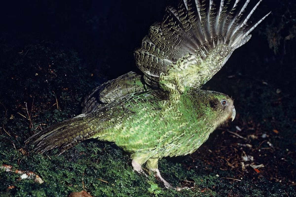 Tuy nhiên, khi gặp nguy hiểm trên cây, Kakapo thường "quên" rằng mình không thể bay, cố vỗ cánh và kết quả là chúng rơi xuống, dẫn đến chấn thương hoặc thậm chí tử vong. Hành vi này khiến nhiều người coi Kakapo là loài chim ngốc nghếch nhất.(Ảnh: New Zealand Birds Online)
