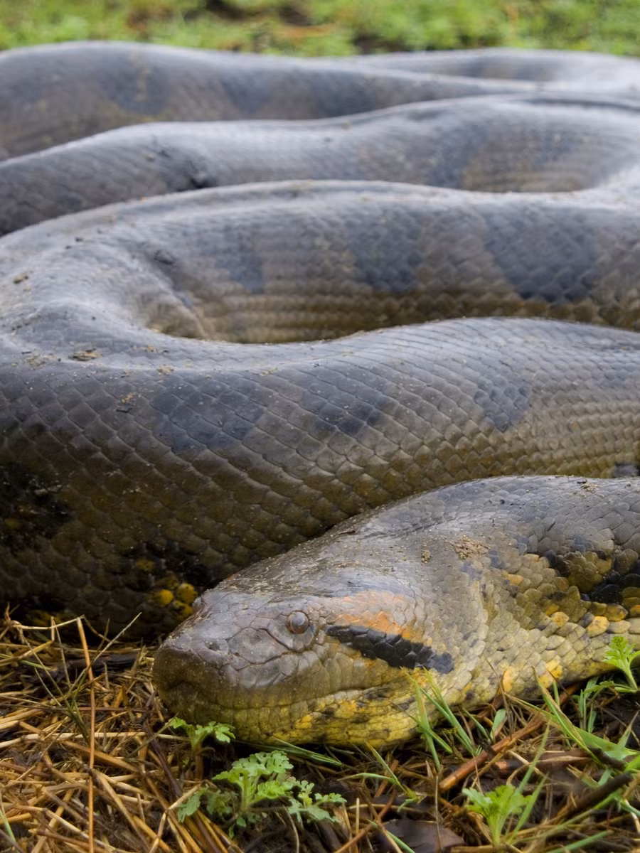 Trăn anaconda, còn được gọi là trăn Nam Mỹ nước, là một loài rắn khổng lồ sống ở lưu vực sông Amazon, Nam Mỹ.(Ảnh:nationalgeographic)