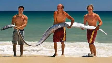 Cá mái chèo không gây nguy hiểm cho con người và chỉ ăn các sinh vật phù du nhỏ bé.(Ảnh: Big Fishes)