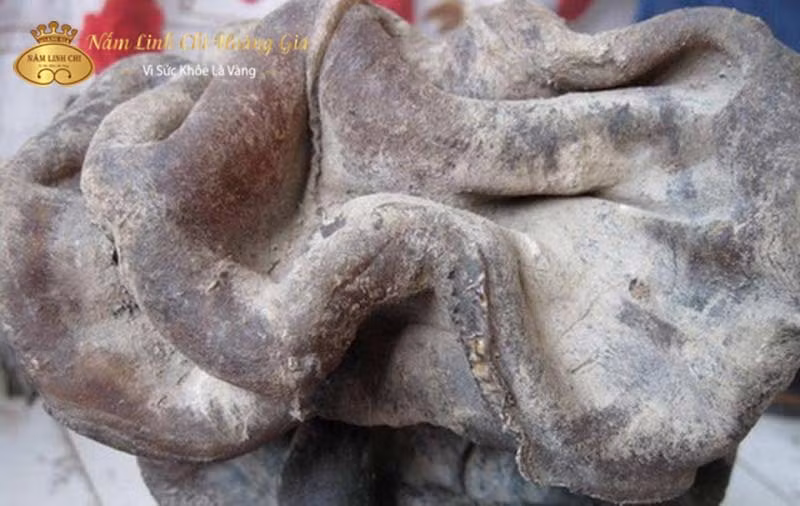 Tuy nhiên, các chuyên gia hiện đại cảnh báo rằng giá trị y dược của nó vẫn chưa được xác định rõ ràng và khuyên không nên tùy tiện sử dụng để tránh nguy cơ ngộ độc. (Ảnh: Linh Chi Hoàng Gia)