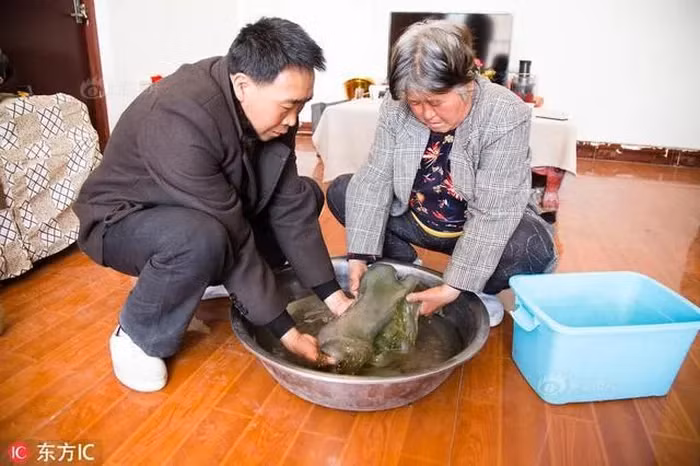 Theo các ghi chép cổ, nó từng được Tần Thủy Hoàng truy tìm với niềm tin rằng nó có thể mang lại sự trường sinh bất lão.