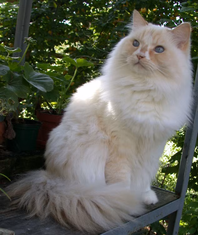3. Mèo Ragamuffin: Con đực từ 6,8kg đến 9kg, con cái từ 4,5kg đến 6,8kg. Ragamuffin có bộ lông dài và mềm mượt, tính cách thân thiện và dễ gần.(Ảnh: Wikipedia)