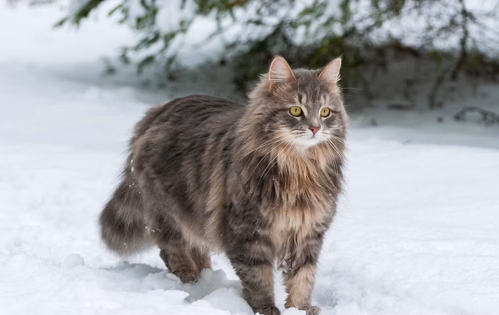 6. Mèo Siberia: Cân nặng từ 4,5kg đến 9kg. Siberia có bộ lông dày và khả năng thích nghi tốt với khí hậu lạnh. Chúng rất thân thiện và quấn người.(Ảnh: Catster)