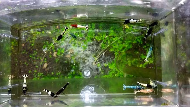 Tôm là con vật quen thuộc với nhiều người, nhưng con tôm có 2 màu trắng và đen lại thật sự hiếm hoi, không phải ai cũng được một lần nhìn thấy.