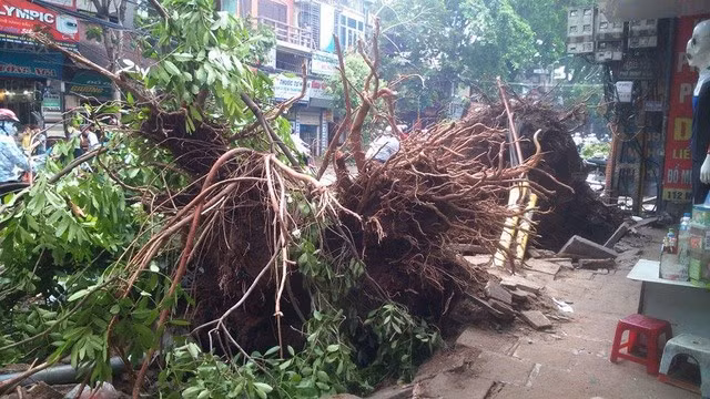 Cây xanh ở ngõ 110 Minh Khai đổ xuống đường khiến cô gái trẻ Đào Thị Oanh bị tử vong.