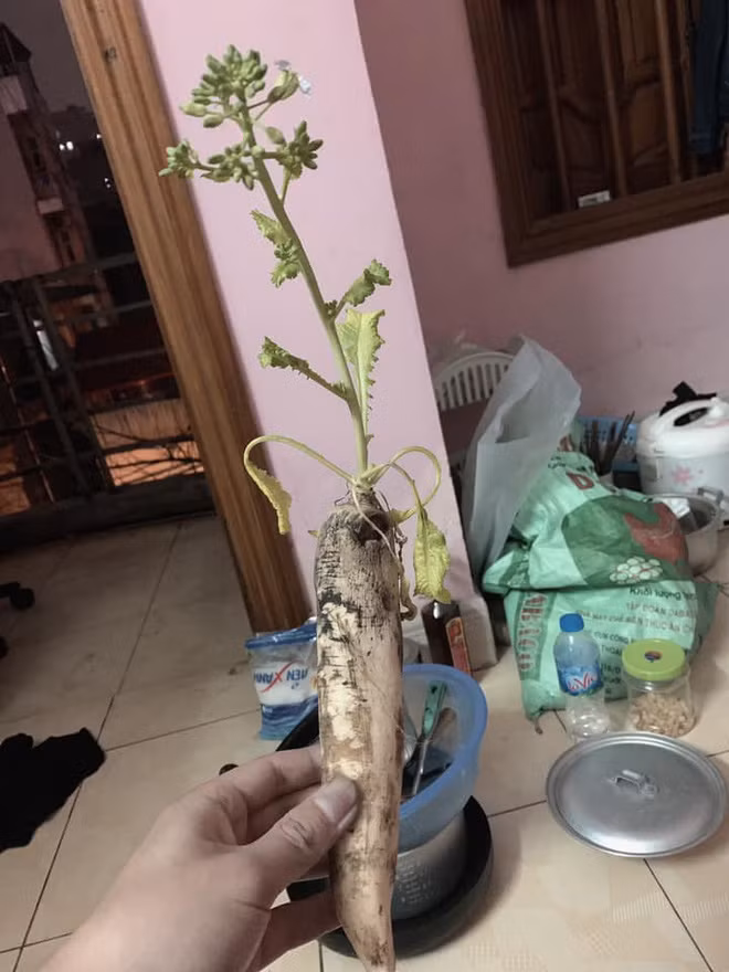 Dẫu vậy, do tích trữ đồ ăn với số lượng lớn mà không ít câu chuyện dở khóc dở cười đã diễn ra mấy ngày gần đây.