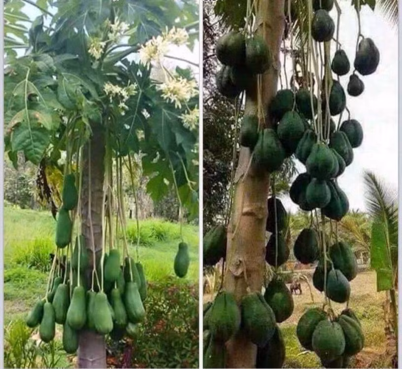 Không chỉ một, rất nhiều quả đu đủ mọc lủng lẳng trên cây vô cùng bắt mắt.