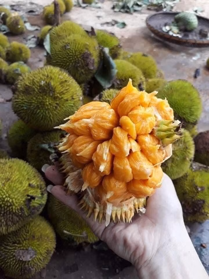 Nhìn những múi mít chi chít như này, ai cũng thích thú. Ảnh: Tổng hợp