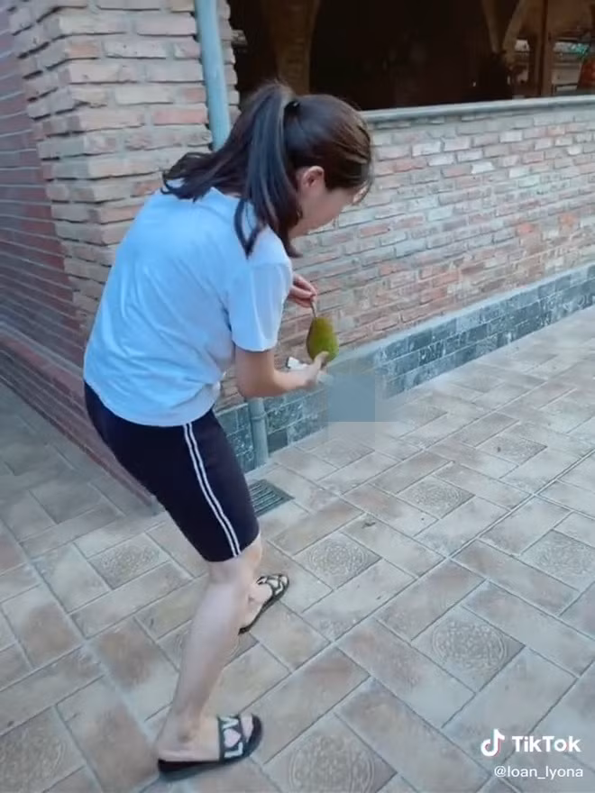 Qủa mít mà cô gái này dày công chăm sóc và chờ đến lúc hái quả.