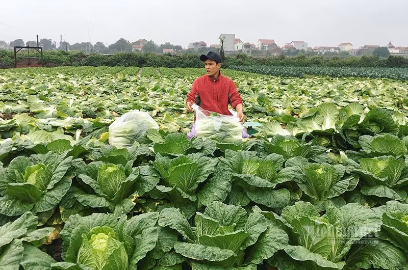 Ban 1 sao rau dut tui 2 chi vang, nong dan mung roi nuoc mat