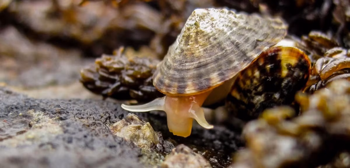 Limpets - một loại ốc sên biển kích thước nhỏ, nhưng những răng từ protein và các sợi nano khoáng chất gọi là goethite, có khả năng trở thành vật liệu sinh học bền nhất trên trái đất