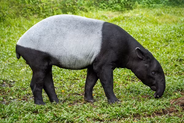 Bốn chân của lợn vòi Mã Lai màu đen. Trong đó, bàn chân trước của lợn vòi có 4 ngón và bàn chân sau 3 ngón.