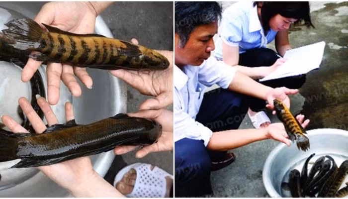 Cá trối có màu xanh hoặc xám hồng, phần lưng thẫm hơn, bụng trắng nhạt. Một số con cá trối còn có nhiều hạt đốm trắng, vàng nhỏ phân bố dọc theo thân từ mang xuống đuôi.