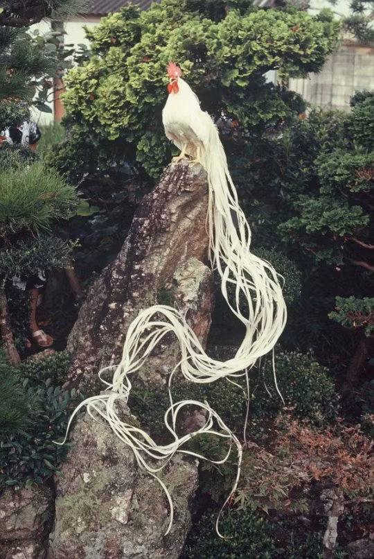 Vì vậy, gà Onagadori còn được gọi là gà đuôi rất dài Nhật Bản. Loài gà này được nuôi chủ yếu ở thành phố Nankoku của Nhật Bản.