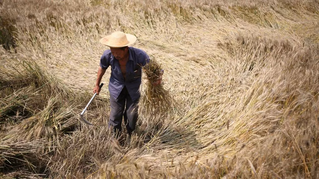 Vào một ngày năm 2018, ông Tôn ở huyện Sùng Dương, thành phố Hàm Ninh, tỉnh Hồ Bắc, Trung Quốc làm việc trên cánh đồng của gia đình. Bất ngờ, ông nhìn thấy khói xanh bốc lên từ phần mộ của tổ tiên.