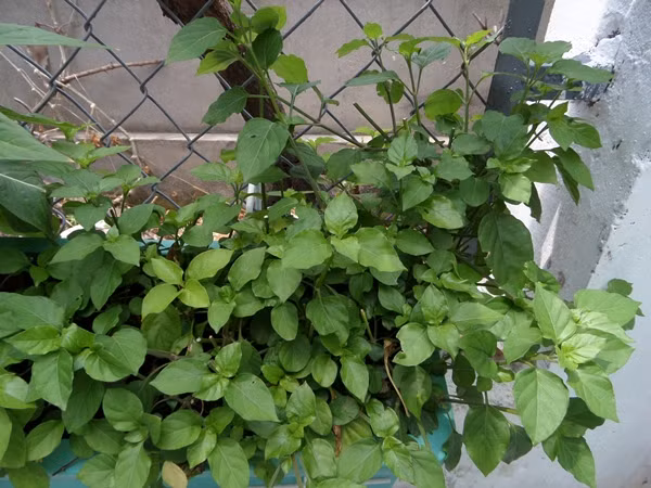 Rau ngót Nhật cũng được các bà mẹ đánh giá là mềm hơn rau ngót ta, lại có vị ngọt nên rất dễ ăn, khiến các bé ưa thích. Ngoài ra, loại rau này còn có hàm lượng dinh dưỡng cao, nhiều DHA, canxi, đạm, và sắt, nên thường được dùng để nấu với tôm khô, cua đồng hoặc xay nấu cháo cho các bé.