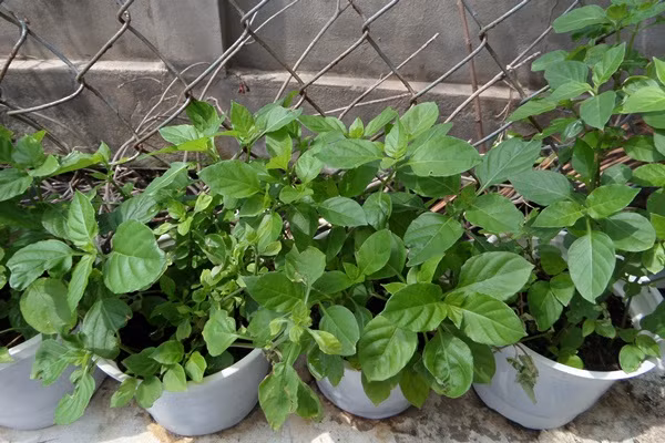  Giống rau Nhật Bản đầu tiên phải kế đến là rau ngót Nhật. Loại rau này được các bà nội trợ săn lùng mua về trồng để ăn và cho các bé ăn dặm. Giá cây giống rau ngót Nhật Bản khá rẻ.