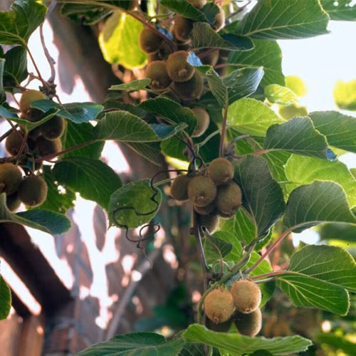 Khi cây kiwi bắt đầu leo, bạn hãy đều đặn bón phân ba tháng một lần, sau một khoảng thời gian kiwi sẽ ra quả.