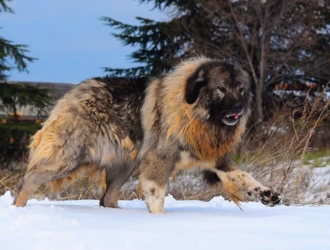 Chó chăn cừu Caucasian Ovcharka (hay Kavkazskaya Ovcharka)có thể phát triển rất to lớn, nặng tối thiểu 50kg, và một con chó đực trưởng thành có tuổi thọ trung bình từ 10-12 năm 