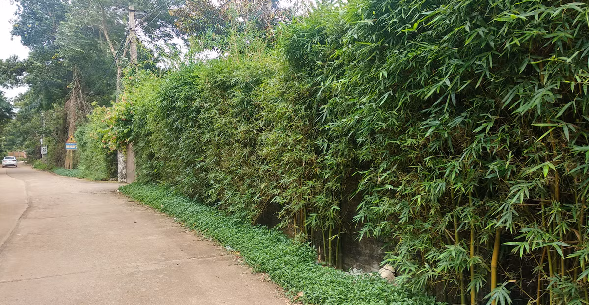 Xung quanh khu đất xây biệt thư nhà vườn được ca sỹ Mỹ Linh xây tường bao bên trong và trang trí bên ngoài bằng lớp trúc cảnh khá ấn tượng.