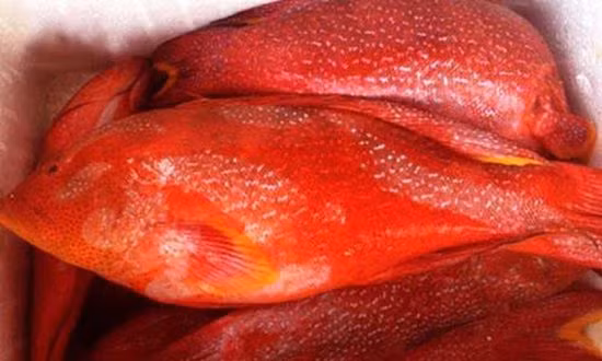 Cá mú đỏ: Loại cá này được xem là số một khi nói đến độ chắc ngọt của thịt cá, cùng mùi thơm tự nhiên. Để nếm được trọn vẹn vị ngon, người ta thường ăn món cá mú đỏ hấp gừng.