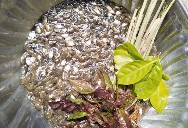 Cuối tháng 10 Âm lịch là thời điểm người dân huyện Ba Tơ (tỉnh Quảng Ngãi) thường ra đồng bắt nòng nọc về chế biến thành món ăn độc đáo.