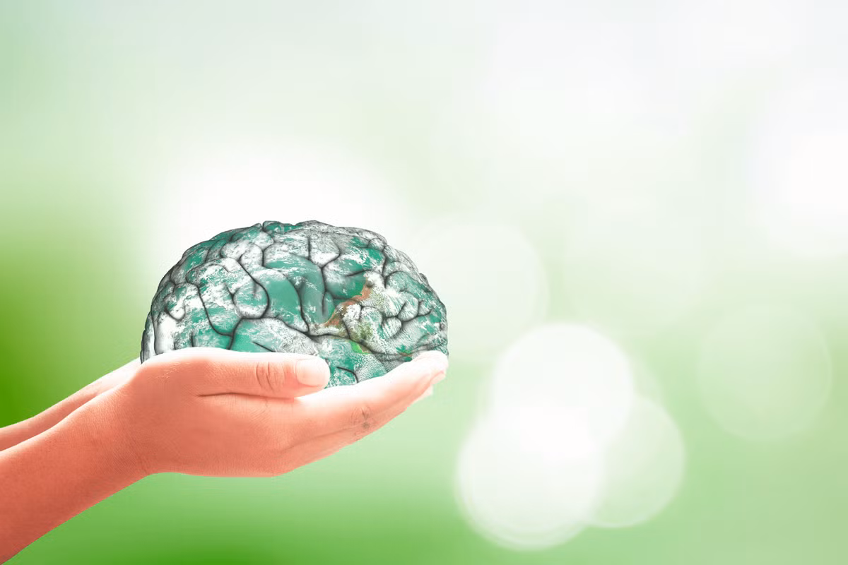6. Tốt cho sức khỏe tinh thần: Thực phẩm lên men như dưa bắp cải chứa nhiều chất lên men như peptit hoạt tính sinh học, lactoferrin và flavonoid được biết là có tác dụng cải thiện hệ vi sinh vật đường ruột. Như chúng ta đã biết, sức khỏe đường ruột tốt có liên quan trực tiếp đến sức khỏe tinh thần tích cực.