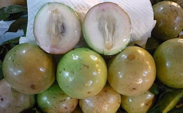 Vú sữa Lò Rèn lại có hương vị rất riêng. Vú sữa Lò Rèn có vỏ khá mỏng màu xanh hơi ngà. Quả khi chín đi thường căng bóng và cho chút phớt hồng. Phần thịt của vú sữa Lò Rèn dày và ngọt đậm đà hơn hẳn so với vú sữa thông thường. Giống vú sữa này có hương thơm của sữa và vani rất đặc biệt. Ảnh: Internet.