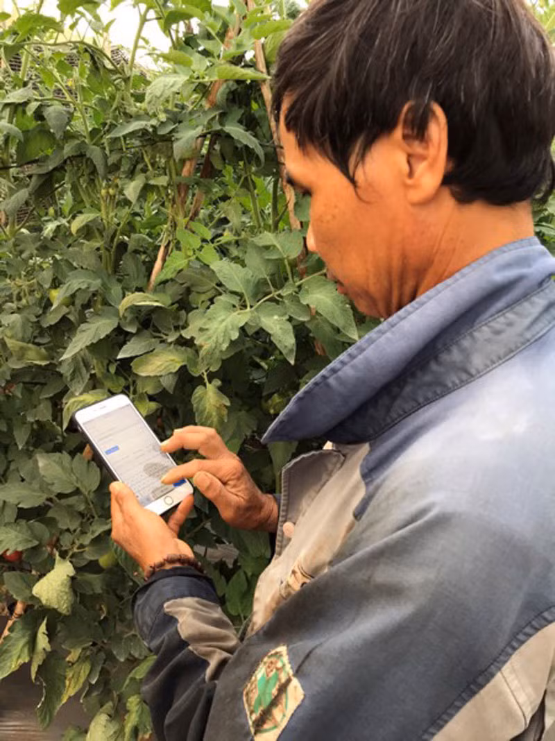 Trong ca chua bang smartphone, ngoi tren nui ban rau sang My