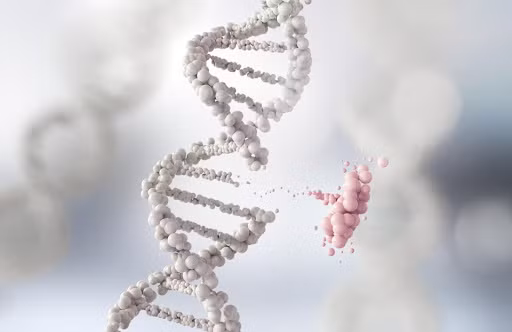 Các gen khỏe mạnh hơn: Chế độ ăn chay sẽ tạo ra cấu trúc gen hoặc DNA khỏe mạnh hơn. Các chất chống oxy hóa và chất dinh dưỡng có trong rau cũng có thể giúp sửa chữa các tổn thương DNA và giảm sản sinh các tế bào ung thư. Ngoài ra, việc ăn chay cũng giúp các mô lão hóa chậm hơn, do đó, giúp bạn trẻ trung.