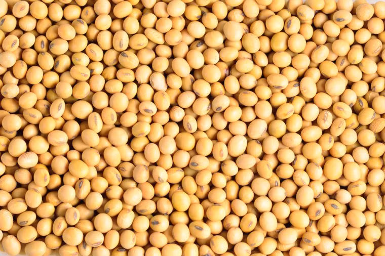Đậu nành có thể là một thay thế lành mạnh cho thịt. Nó có hàm lượng protein cao, nên là một thay thế tốt cho những người cố gắng ăn chay. Tuy nhiên, có một số bằng chứng cho thấy đậu nành có thể hoạt động như một loại estrogen trong cơ thể; ăn hoặc uống quá nhiều có thể làm trầm trọng thêm một số rối loạn nội tiết tố.