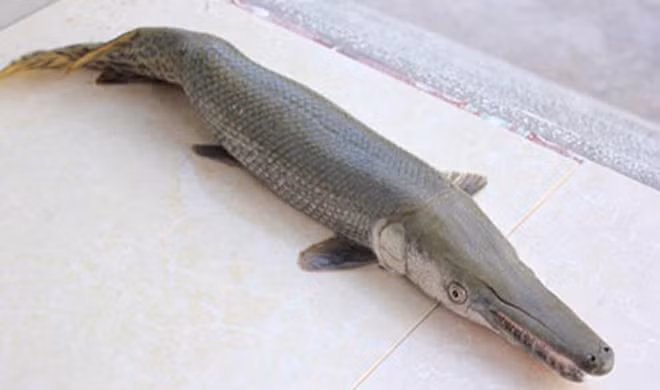 Trừ gan và trứng cực độc, thịt cá sấu hỏa tiễn có thể chế biến thành nhiều món ăn ngon, bổ dưỡng. Thịt cá hứa hàm lượng đạm quý, bổ dưỡng hơn nhiều so với thịt lợn, thịt bò.