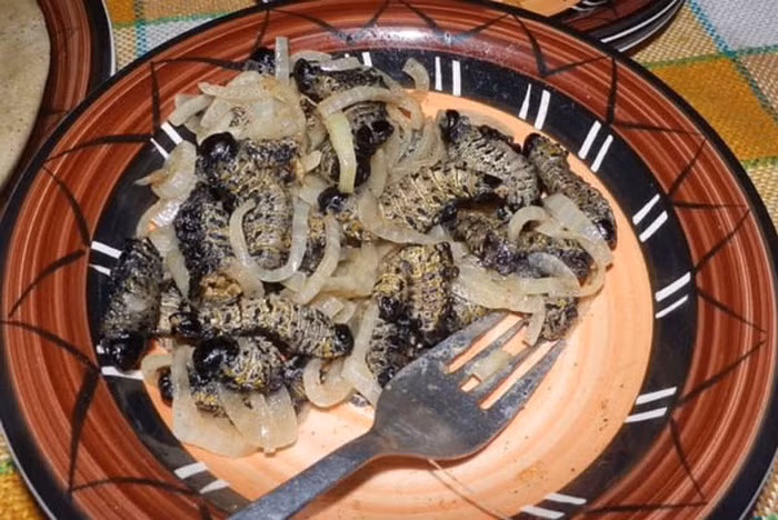 10. Sâu Mopane: Những con sâu Mopane trông lông lá, gớm ghiếc lại là món đặc sản bổ dưỡng “có một không hai” của người Zimbabwe.