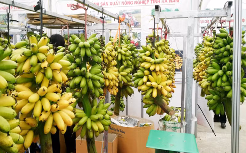 Chuối Ngự Đại Hoàng: Chuối ngự ở vùng này không giống như chuối ngự trâu quả to, ăn nhạt. Với đặc trưng là buồng chuối khá nhỏ nhưng rất đẹp, quả căng tròn, vàng óng, cuống xanh, đầu ruồi có 3 chiếc tua cong đẹp mắt. Khi ăn chuối có vị ngọt, hương thơm, càng ăn càng thấy ngon.