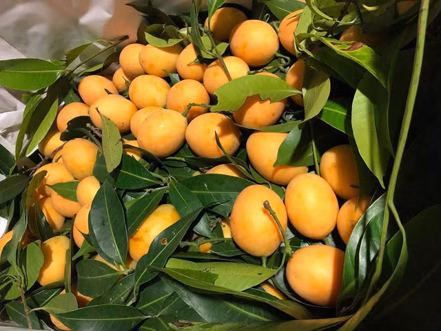 Thanh trà có rất nhiều cách ăn, thông thường thì người ta chỉ cần rửa sạch rồi lăn cho mềm, lột vỏ chấm muối ăn tươi hít hà thiệt đã.